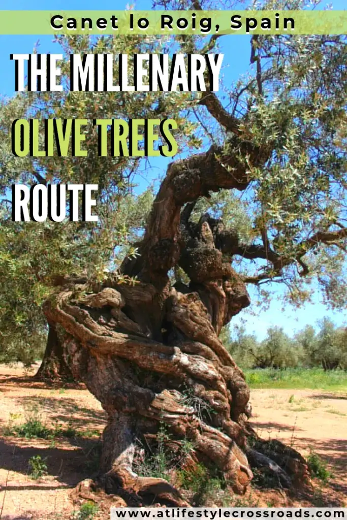 Millenary Olive Teees Route 683x1024 1