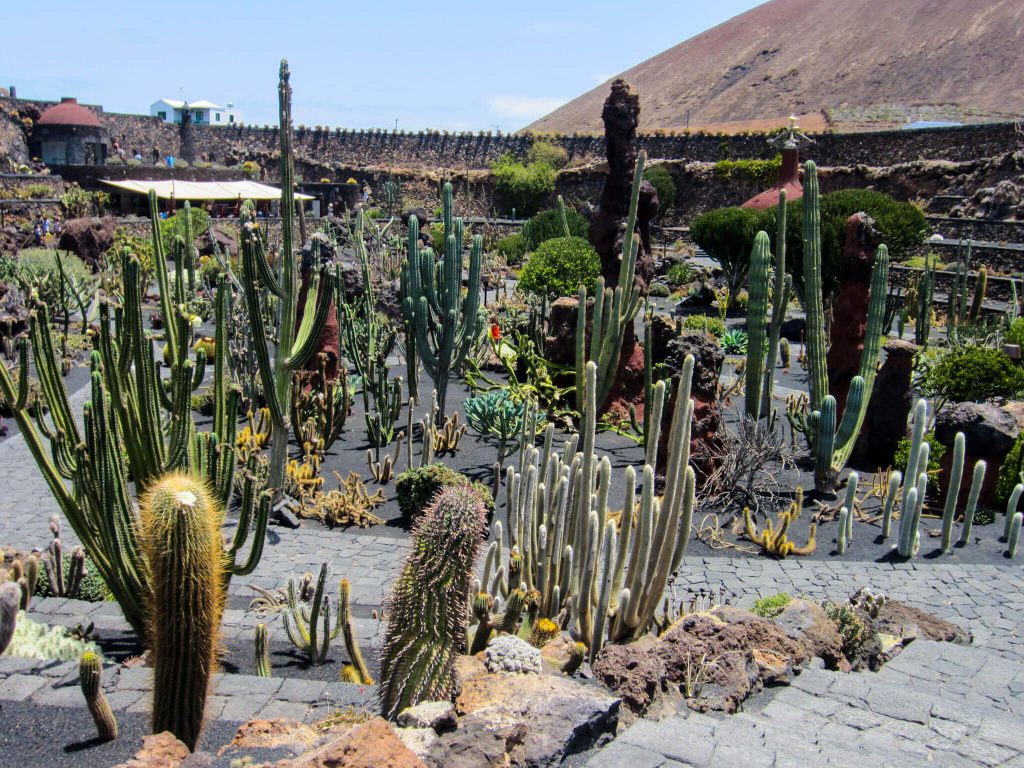 Cactus Garden Canary islands