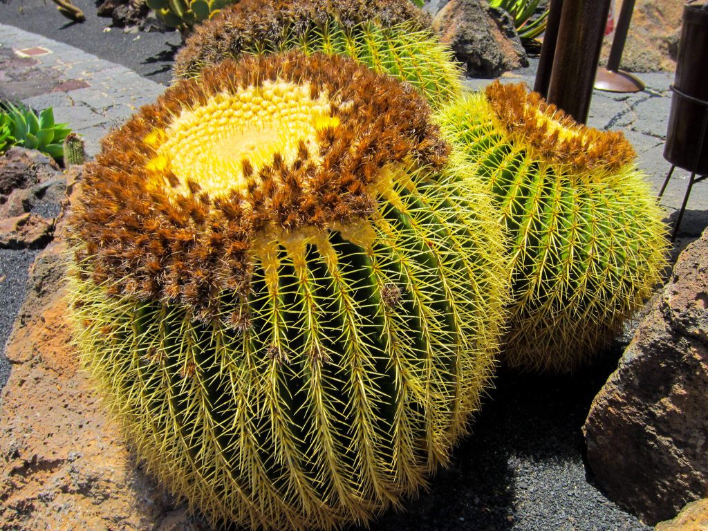 Cactus Garden Lanzarote Photos