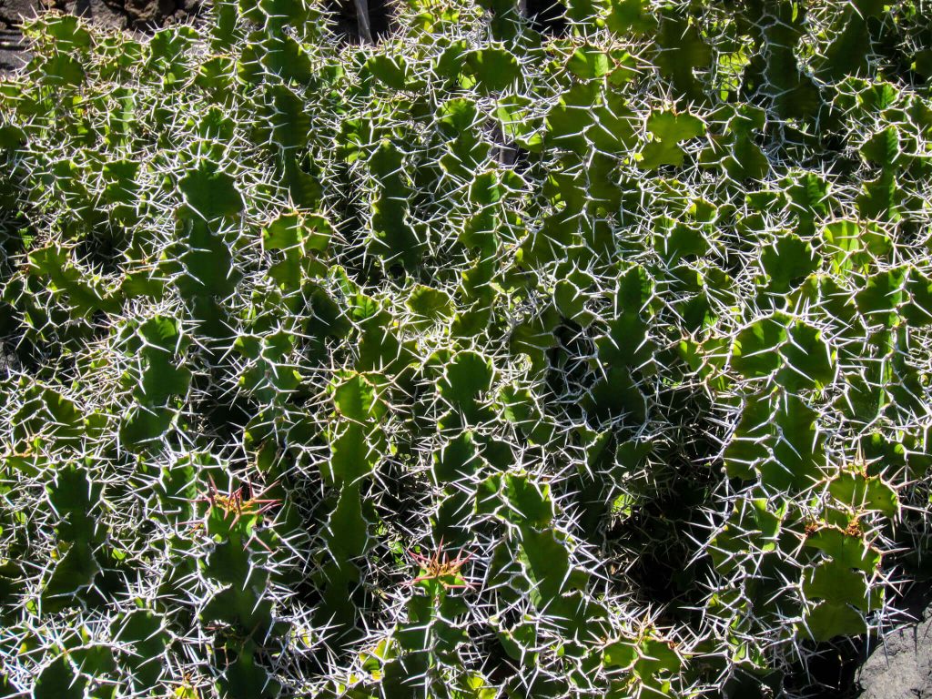 Cactus Garden plant lovers