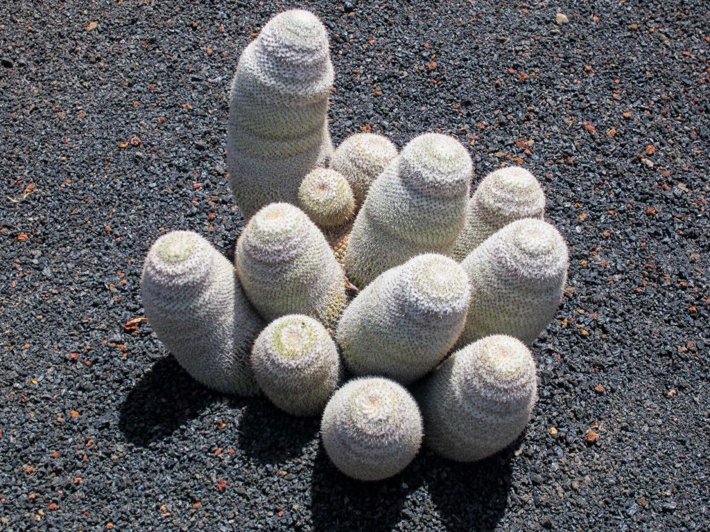 Rare cactus variety lanzarote