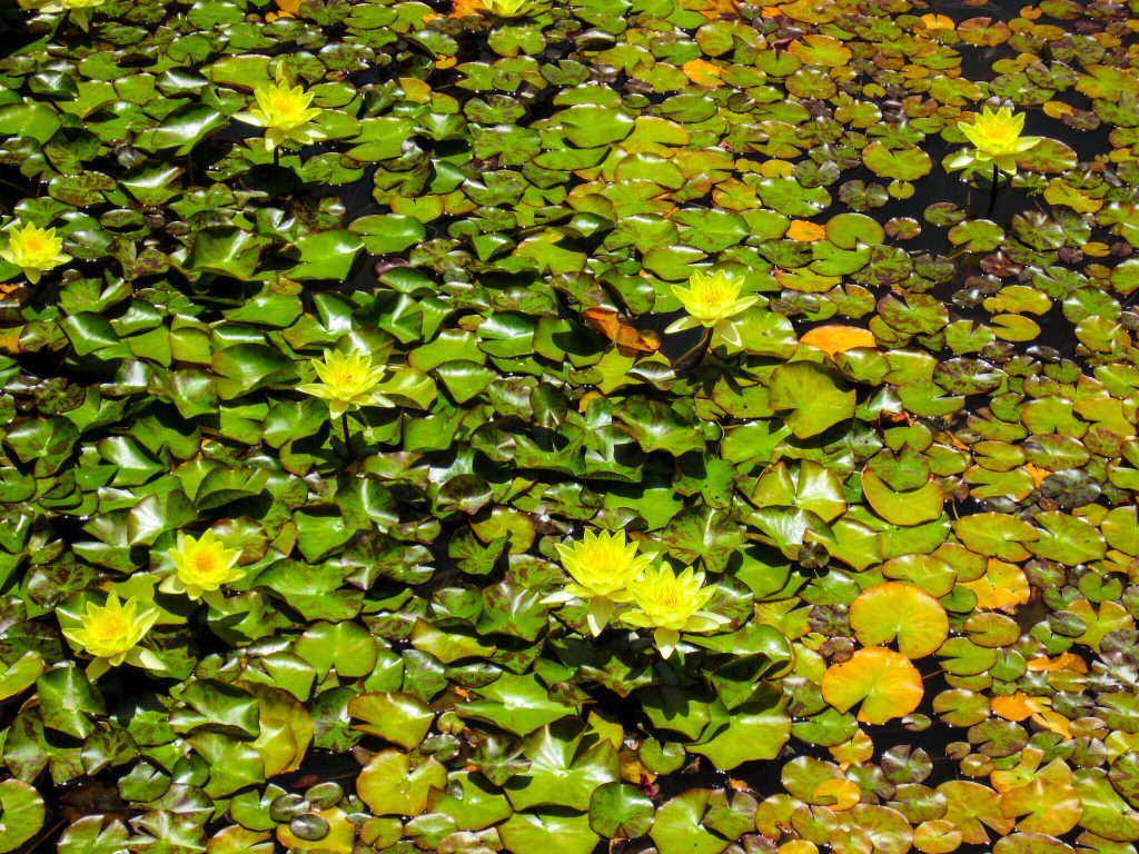 cactus garden lanzarote pond