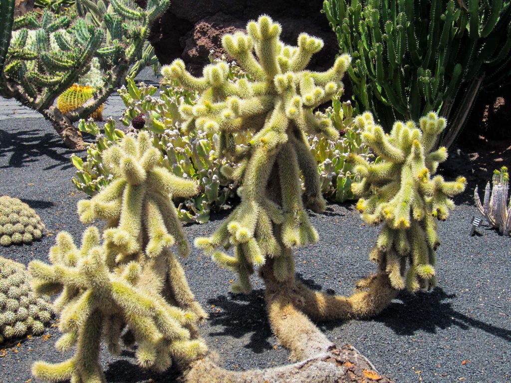 Beautiful landscapes lanzarote canary islands
