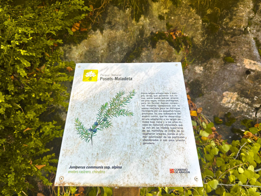 Pyrenees in Fall: An Ultimate 5-day Pyrenees Itinerary 29 Native Plants of the pyrenees mountains
