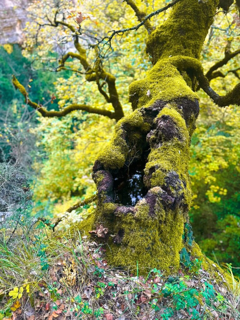 Pyrenees in Fall: An Ultimate 5-day Pyrenees Itinerary 18 Hiking to Gargantas de Escuaín From parking