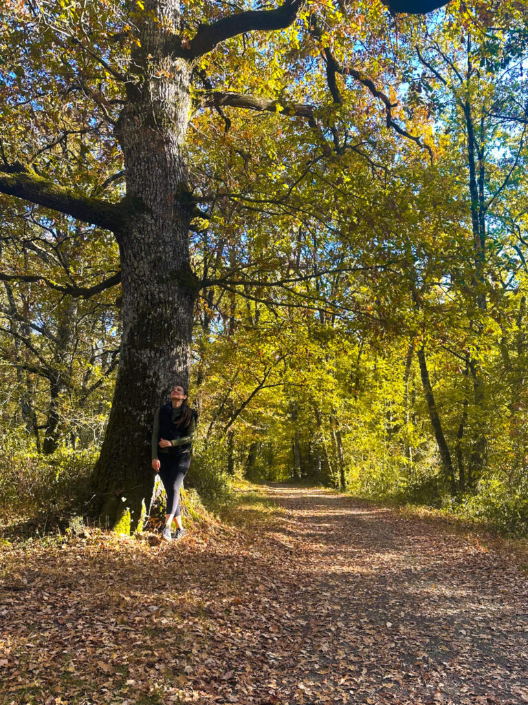 Pyrenees in Fall: An Ultimate 5-day Pyrenees Itinerary 34 Bosque de Orgi in Navarra
