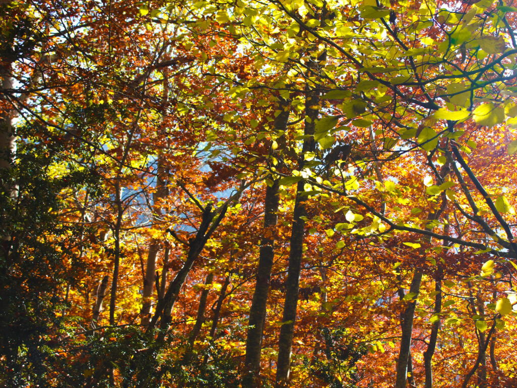 Pyrenees in Fall: An Ultimate 5-day Pyrenees Itinerary 6 Pardina del Señor Fanlo ruta senderismo