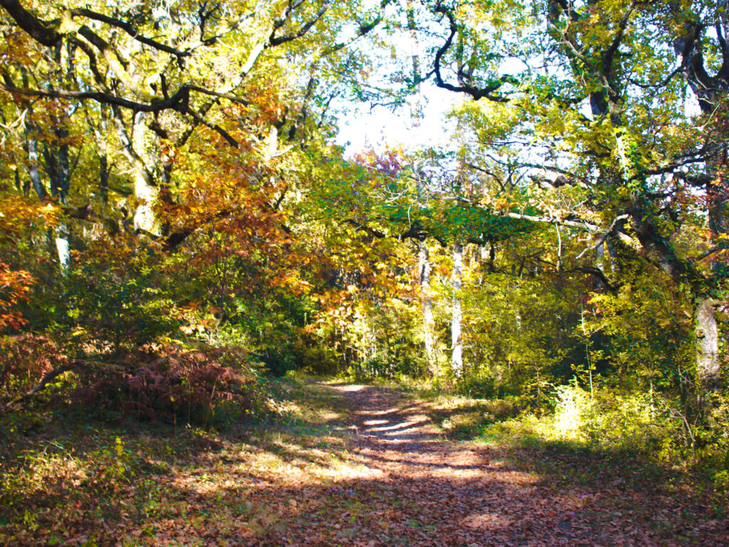 Pyrenees in Fall: An Ultimate 5-day Pyrenees Itinerary 32 Bosque de Orgi Pamplona fall forest