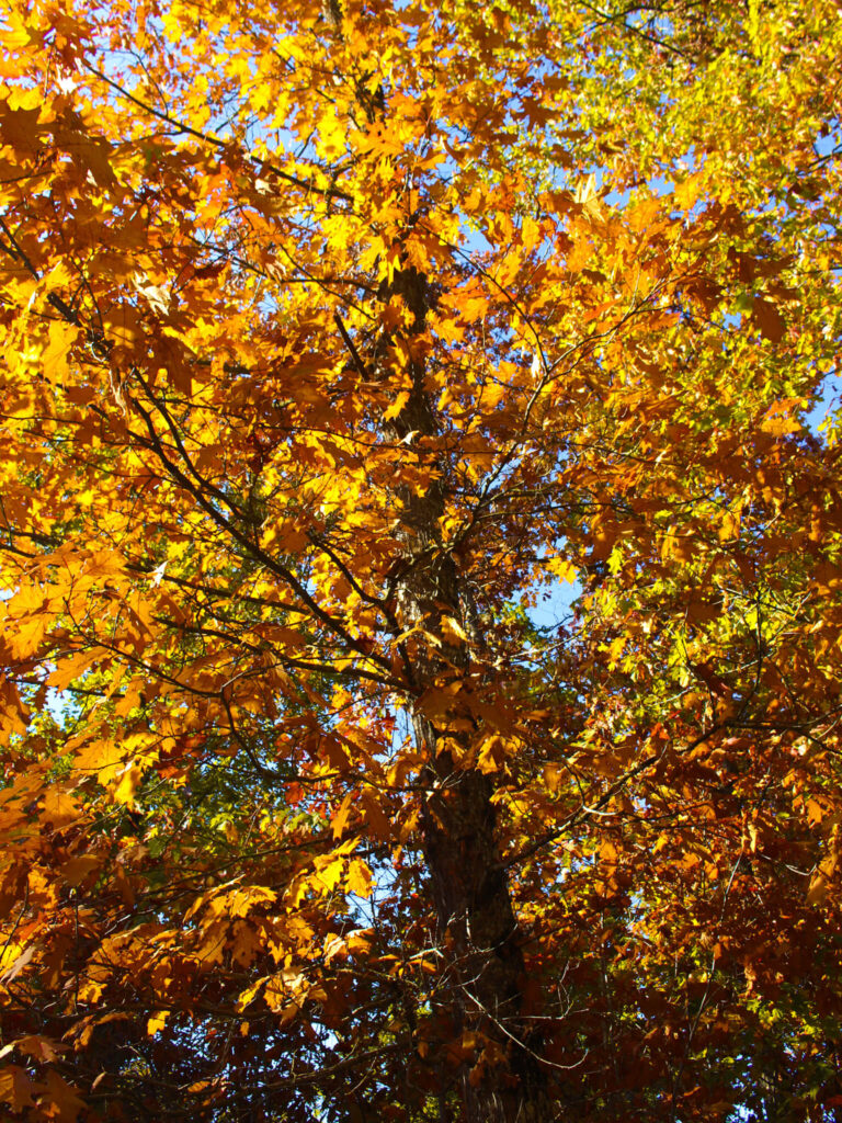 Pyrenees in Fall: An Ultimate 5-day Pyrenees Itinerary 36 Autumn colors in the Pyrenees of Navarra