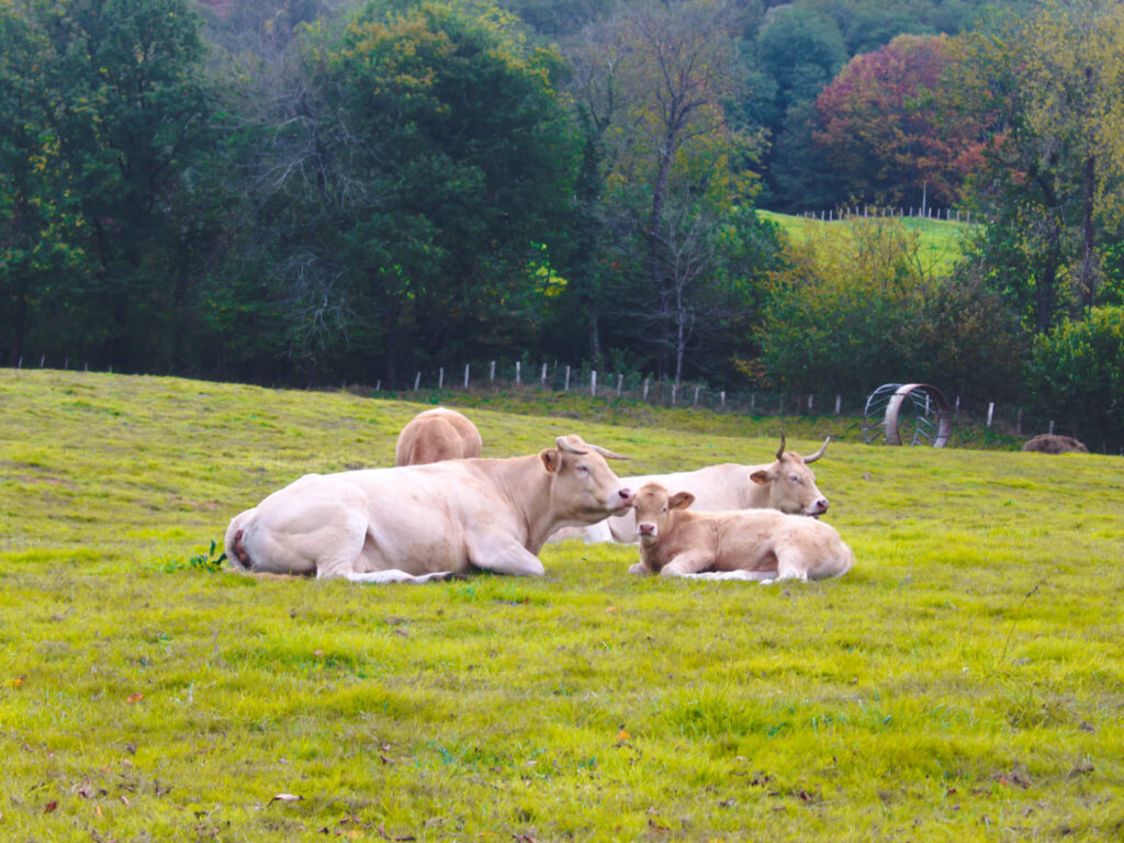 Pyrenees in Fall: An Ultimate 5-day Pyrenees Itinerary 40 Navarra countryside spain cows