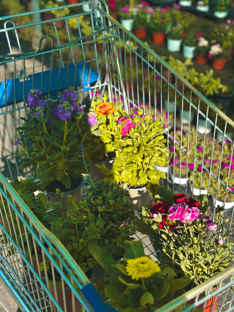 Spring in Spain: The Prettiest Flowers in Spain 3 New plants for spanish garden