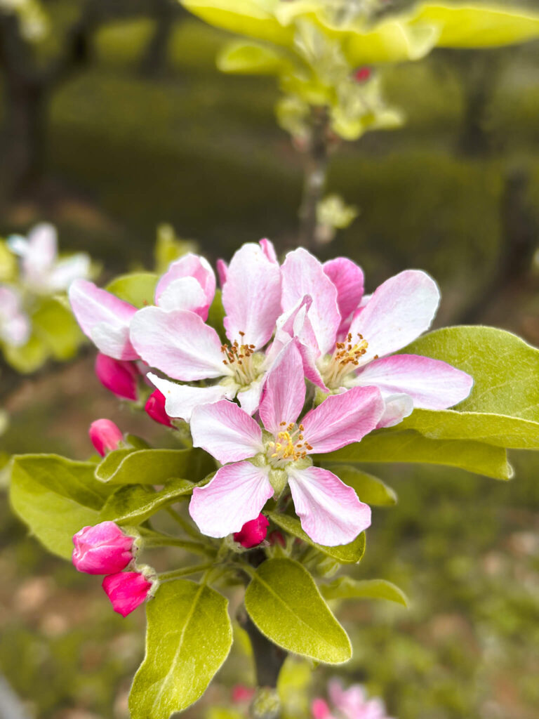 Spring in Spain: The Prettiest Flowers in Spain 15 Blooms in spring spanish garden