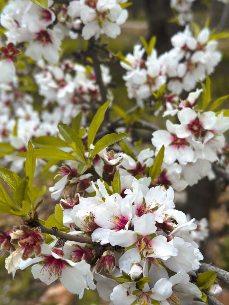 Spring in Spain: The Prettiest Flowers in Spain 9 Almond blossoms spain