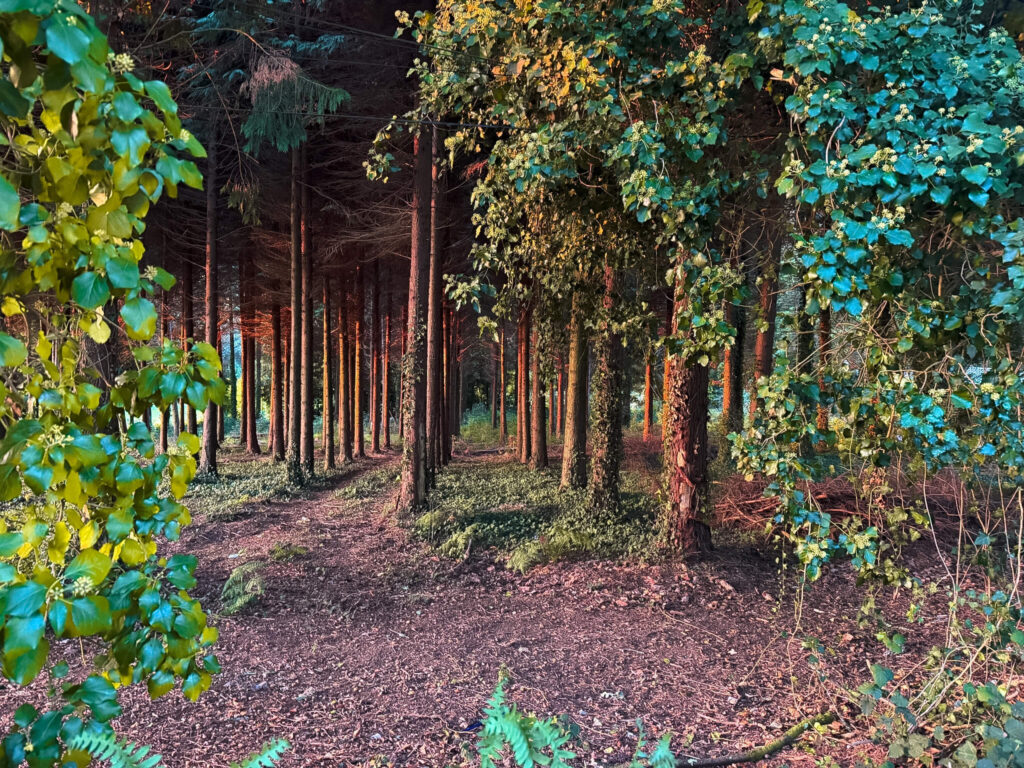 Forests french way saint james