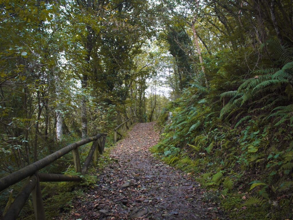 My First Asturias Road Trip: 3-day Itinerary in Northern Spain 2 Fall foliage forest in asturias with kids