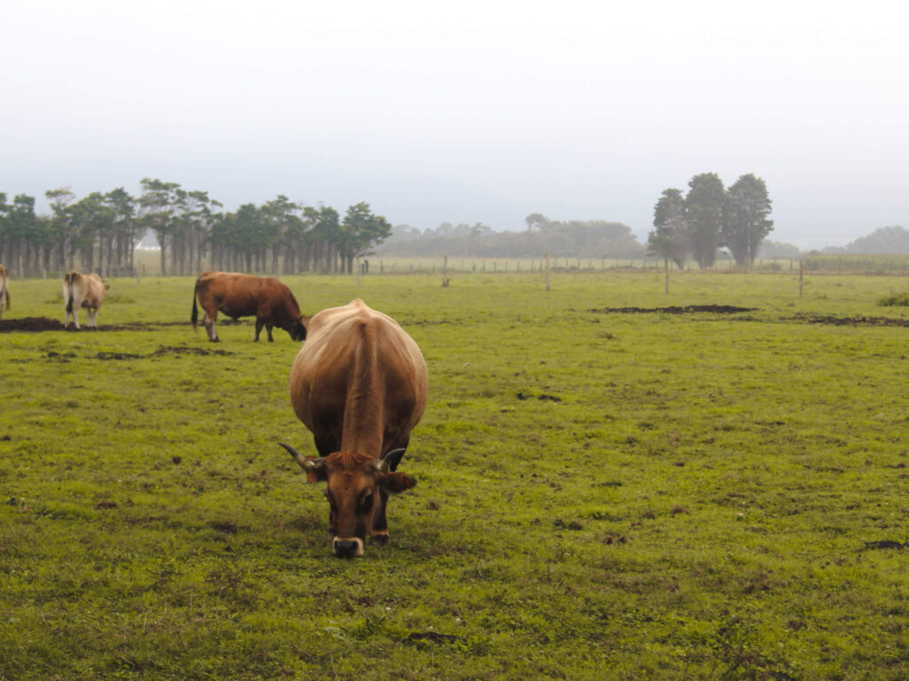 Rural spain asturias cows